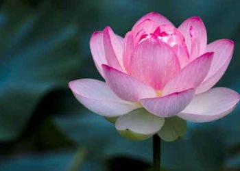 امریکی صدارتی انتخاب میں ووٹنگ میں ہونے والی مبینہ بے ضابطگیوں کی تحقیقات کی اجازت