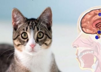 پالتوبلیاں دماغی کینسر کا سبب ہیں؟