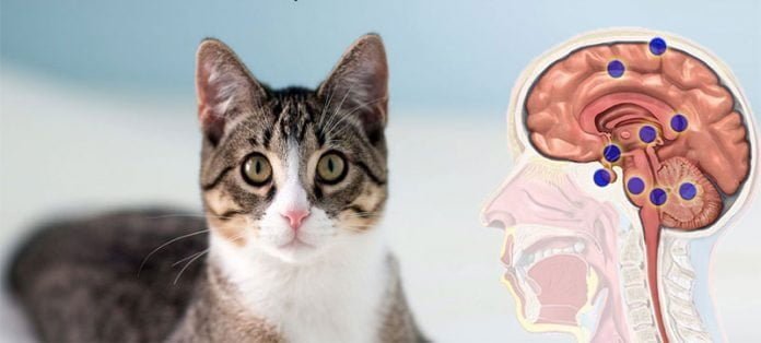 پالتوبلیاں دماغی کینسر کا سبب ہیں؟