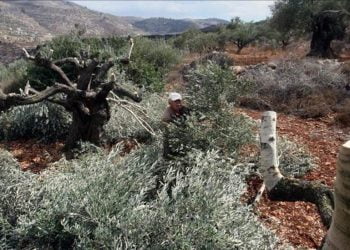 یہودی آبادکاروں نے فلسطینی کاشتکاروں کے زیتون کے پیڑ کاٹ ڈالے