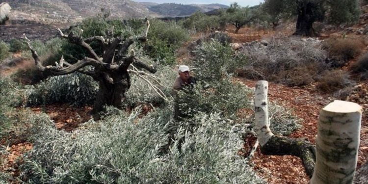 یہودی آبادکاروں نے فلسطینی کاشتکاروں کے زیتون کے پیڑ کاٹ ڈالے