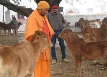 یوگی سرکار کو انسانوں کی نہیں گایوں کی فکر