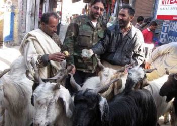 جموں و کشمیر: عیدالضحیٰ کے موقع پر بڑے جانوروں کی قربانی پر پابندی عائد!