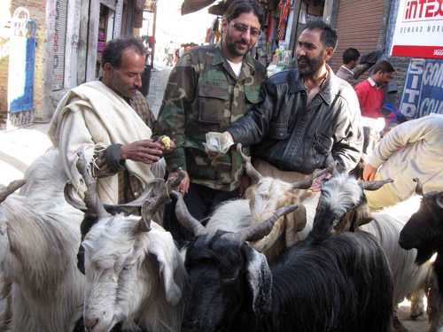 جموں و کشمیر: عیدالضحیٰ کے موقع پر بڑے جانوروں کی قربانی پر پابندی عائد!