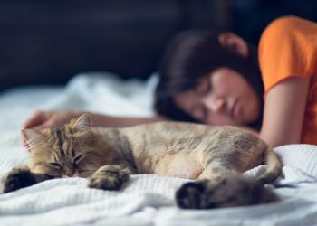 حیرت انگیز انکشاف: بستر پر ساتھ سونے والی بلیوں میں کورونا کا خطرہ!