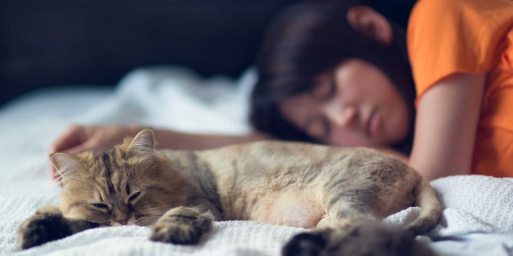 حیرت انگیز انکشاف: بستر پر ساتھ سونے والی بلیوں میں کورونا کا خطرہ!