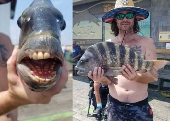 انسانی دانتوں والی مچھلی