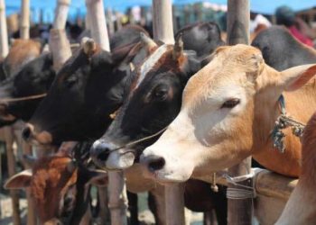 بی جے پی وزیر کا مشورہ،الیکشن لڑنے والوں کو گائے پالنا لازمی کیا جائے