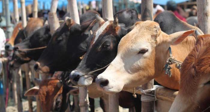 بی جے پی وزیر کا مشورہ،الیکشن لڑنے والوں کو گائے پالنا لازمی کیا جائے