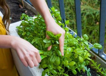 تلسی کے چند پتےاور ان کے فوائد