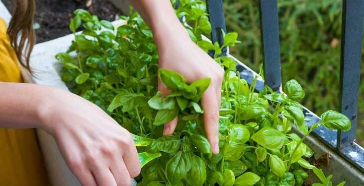 تلسی کے چند پتےاور ان کے فوائد