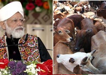 پی ایم کی تقریر میں کیا گائے بھی انتخابی ایشو بنے گی؟