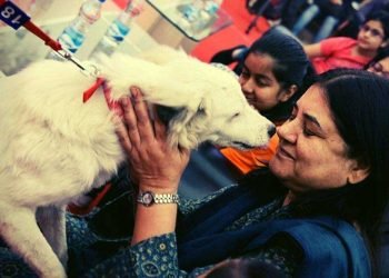 دہلی میں کتوں کی دہشت،تین سالہ بچی کو نوچ کھایا