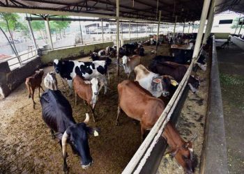 مدھیہ پردیش: بی جے پی خاتون لیڈر کی گئوشالہ میں 100 گایوں کی لاشیں اور کنکال ملنے سے سنسنی