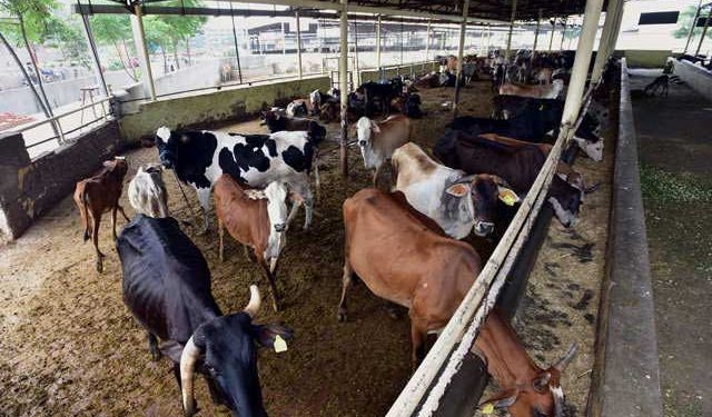 مدھیہ پردیش: بی جے پی خاتون لیڈر کی گئوشالہ میں 100 گایوں کی لاشیں اور کنکال ملنے سے سنسنی
