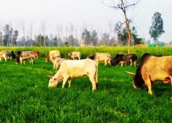 یو پی کے سرکاری ٹیچر آوارہ جانور بھی پکڑیں گے؟