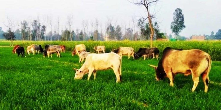 یو پی کے سرکاری ٹیچر آوارہ جانور بھی پکڑیں گے؟