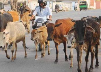 میوات گئو رکشا مہا پنچایت میں لوگ تلواریں ،بندوق لے کر آئے