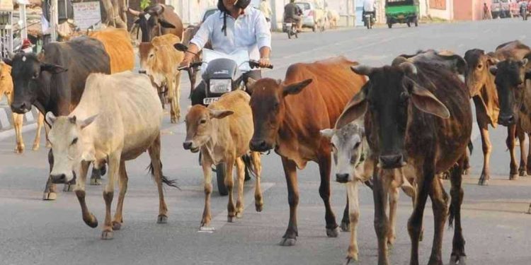 میوات گئو رکشا مہا پنچایت میں لوگ تلواریں ،بندوق لے کر آئے