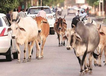 گائے چھوڑنے والے کسانوں پر مقدمہ درج ہوگا،یوگی سرکار کی وارننگ