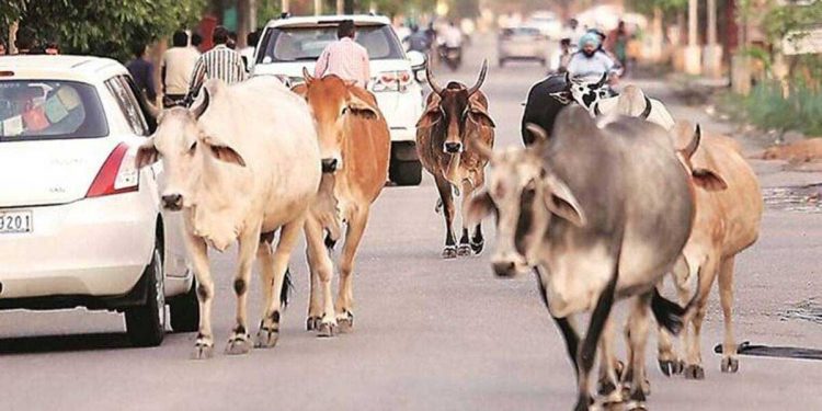 گائے چھوڑنے والے کسانوں پر مقدمہ درج ہوگا،یوگی سرکار کی وارننگ