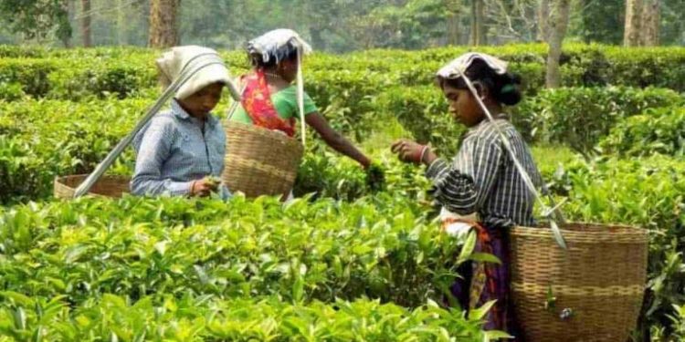 بھارت کی چائے میں کیڑے مار دوا، کئی ممالک نے چائے واپس کی