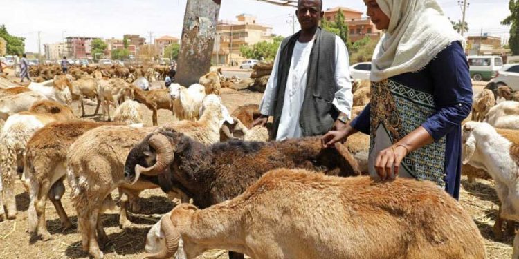 اب قربانی اور گوشت کی تقسیم بھی ’اسمارٹ ایپ‘ کے ذریعے ممکن!