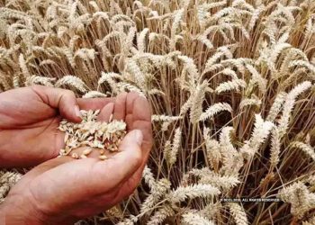 یو اے ای 4مہینوں تک بھارت سے گیہوں نہیں خریدے گا