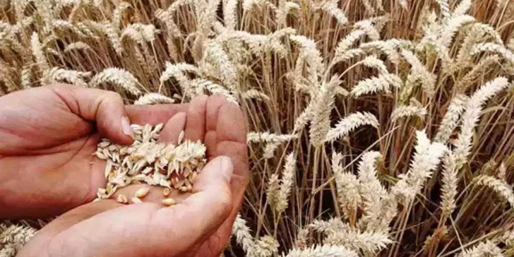 یو اے ای 4مہینوں تک بھارت سے گیہوں نہیں خریدے گا